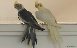 Cockatiels birds for sale: Baby cockatiel birds - Image 1