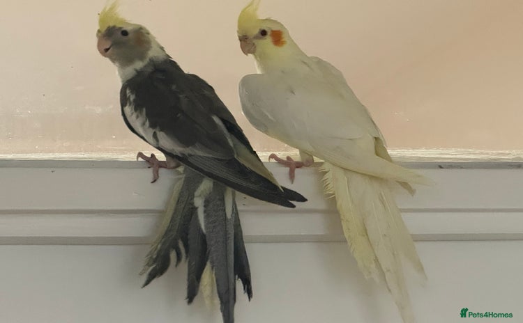 Cockatiels birds - Advert 1