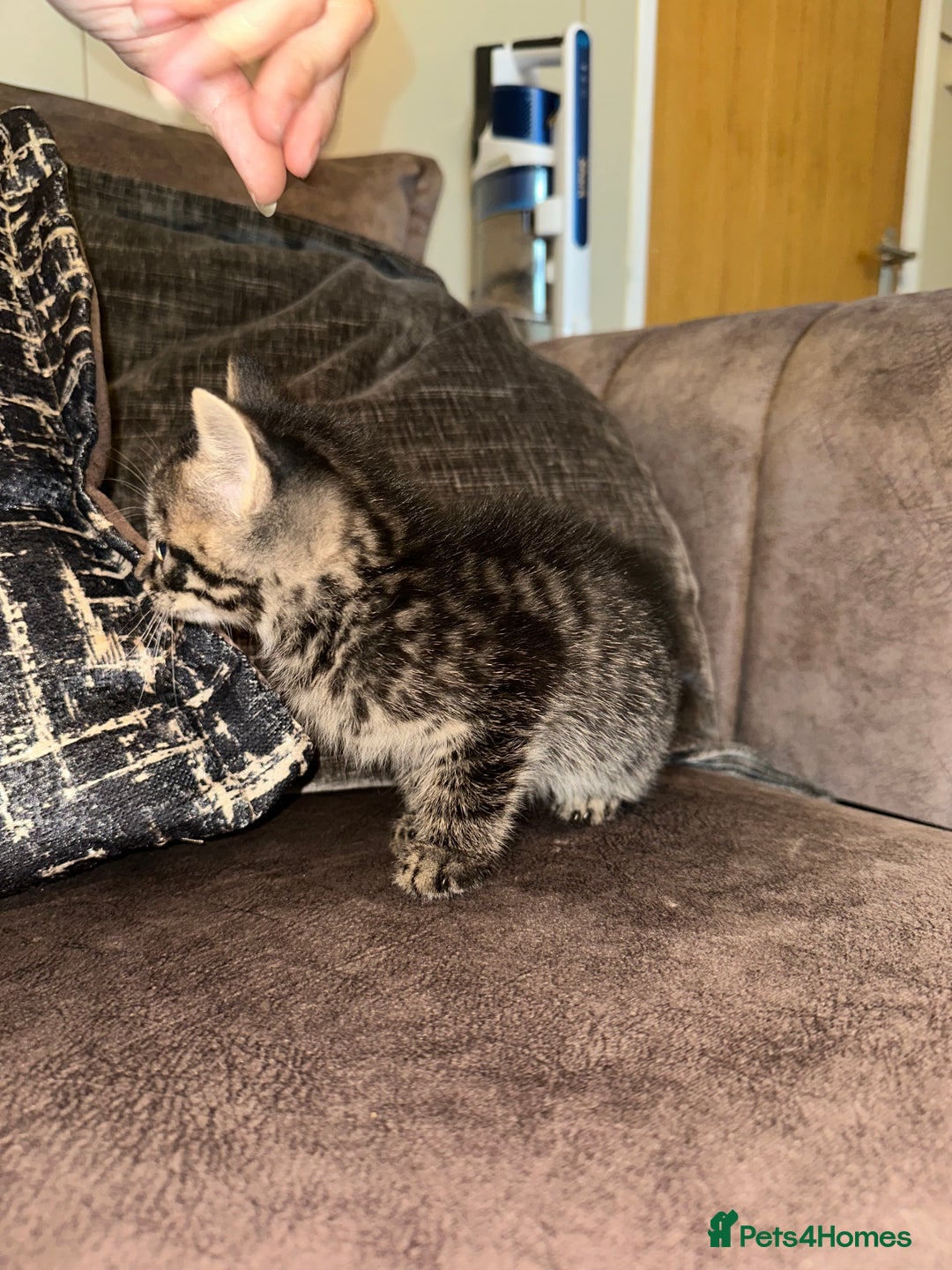Domestic Shorthair cats for sale: Kittens  - Image 5