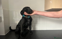 Cane Corso dogs for sale: Cane corso puppies  - Image 4