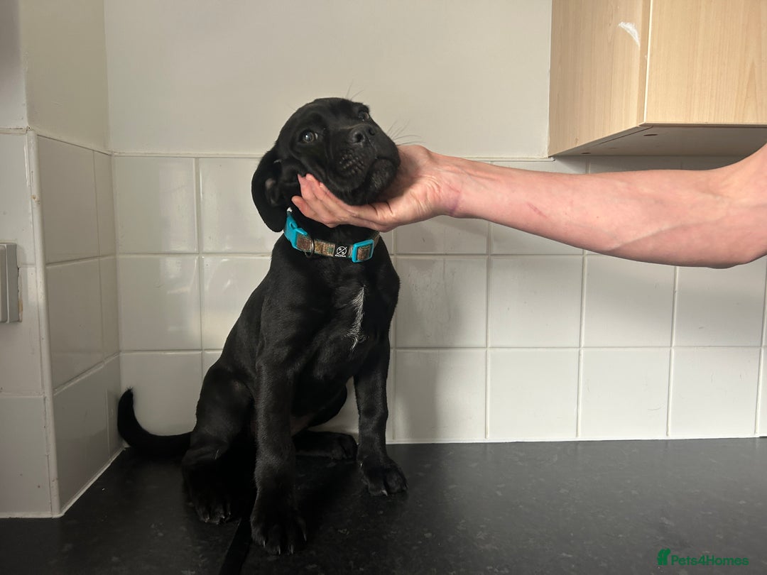 Cane Corso dogs for sale: Cane corso puppies  - Image 4