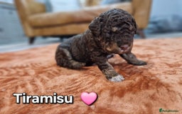 Lagotto Romagnolo dogs for sale: Lagotto Romagnolo Puppies - Advert 4