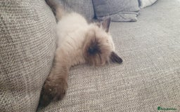Ragdoll cats for sale: Ragdoll boy for sale - Image 2