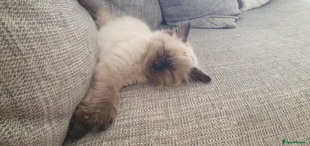 Ragdoll cats for sale: Ragdoll boy for sale - Image 2