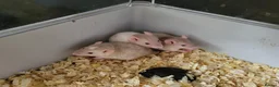 Rat rodents for sale: Siamese and fawn friendly rats - Advert 5