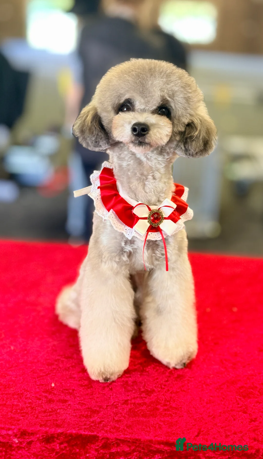 Toy Poodle dogs for sale: Beautiful KC Phantom Poodle Boy - Advert 7