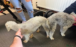 Bedlington Terrier dogs for stud: KC Registered Bedlington Terrier Stud in Ferryhill - Image 20
