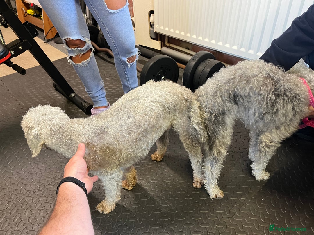 Bedlington Terrier dogs for stud: KC Registered Bedlington Terrier Stud in Ferryhill - Image 20