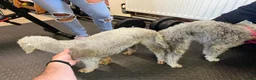 Bedlington Terrier dogs for stud: KC Registered Bedlington Terrier Stud in Ferryhill - Advert 20