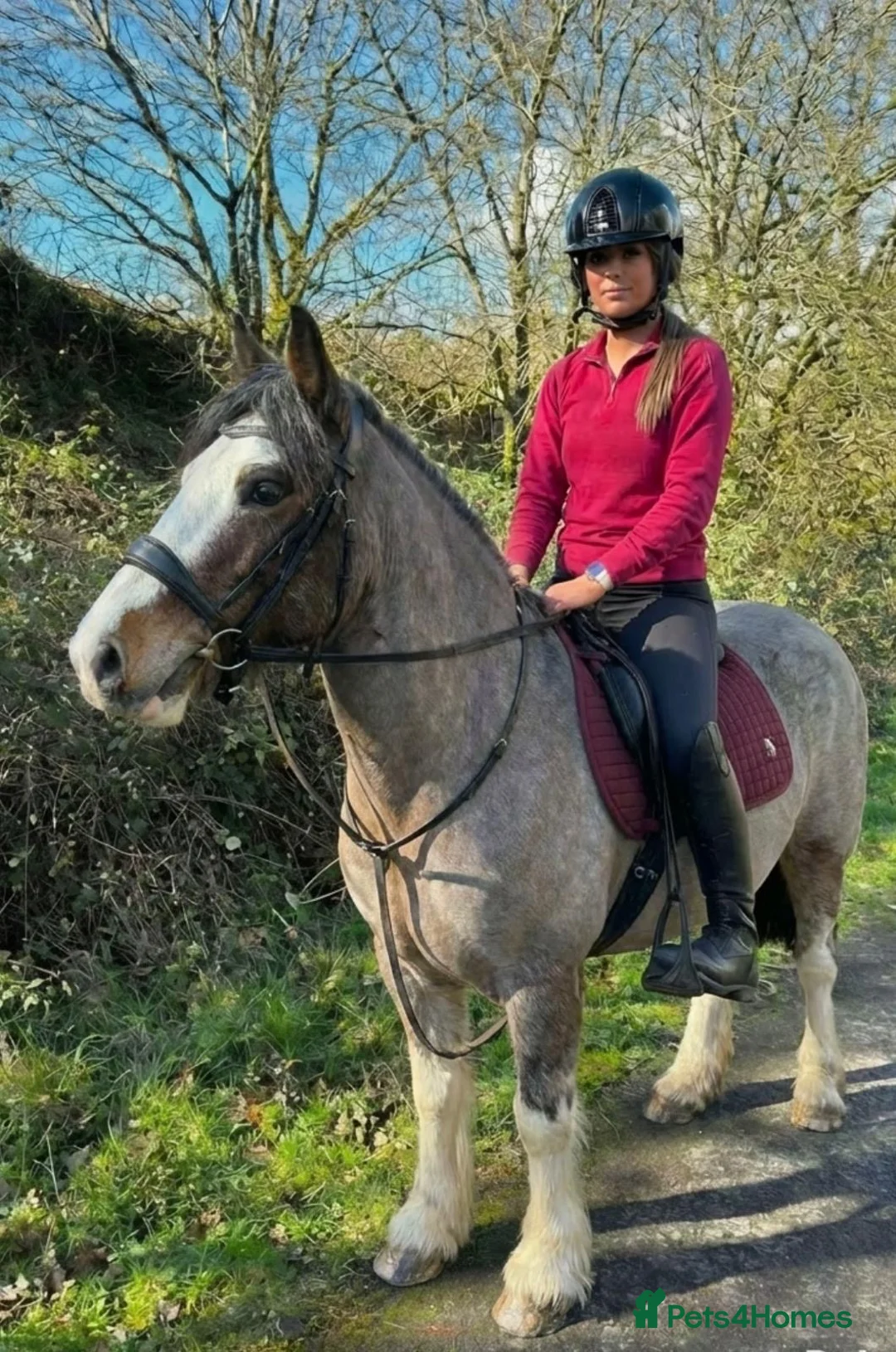 Other Breed horses for sale: 13hh-13.2hh Flashy Blagdon Cob - Advert 2