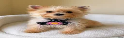 Yorkshire Terrier dogs for sale: Colorful Yorkshire terrier - Advert 4