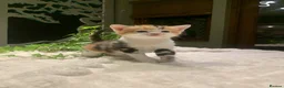 Mixed Breed cats for sale: KITTENS! Batch of cuties for sale in Basingstoke - Advert 7