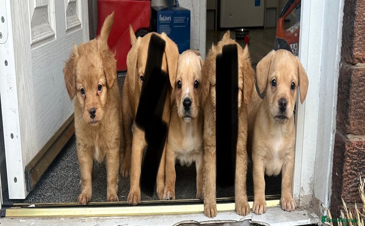 Mixed Breed dogs - Advert 3