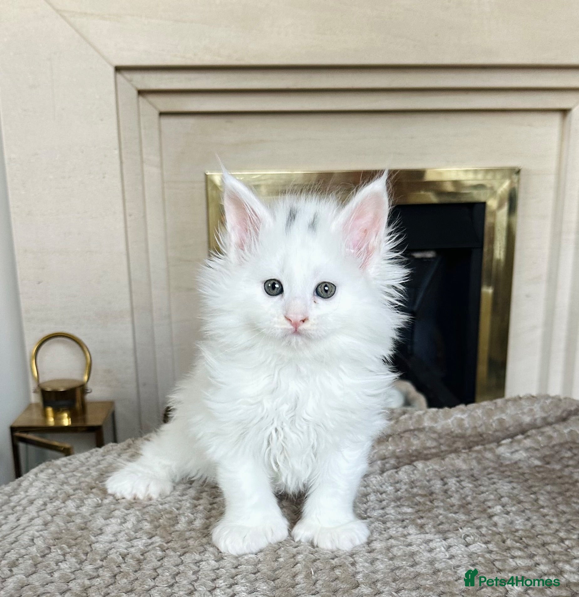 Maine Coon cats Polydactyl Maine coon kittens  - Advert 13