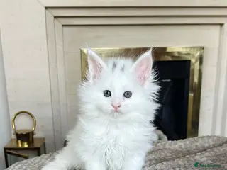 Maine Coon cats Polydactyl Maine coon kittens - Advert 13