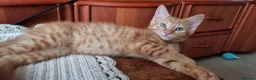 Mixed Breed cats for sale: We looking for home - Advert 3