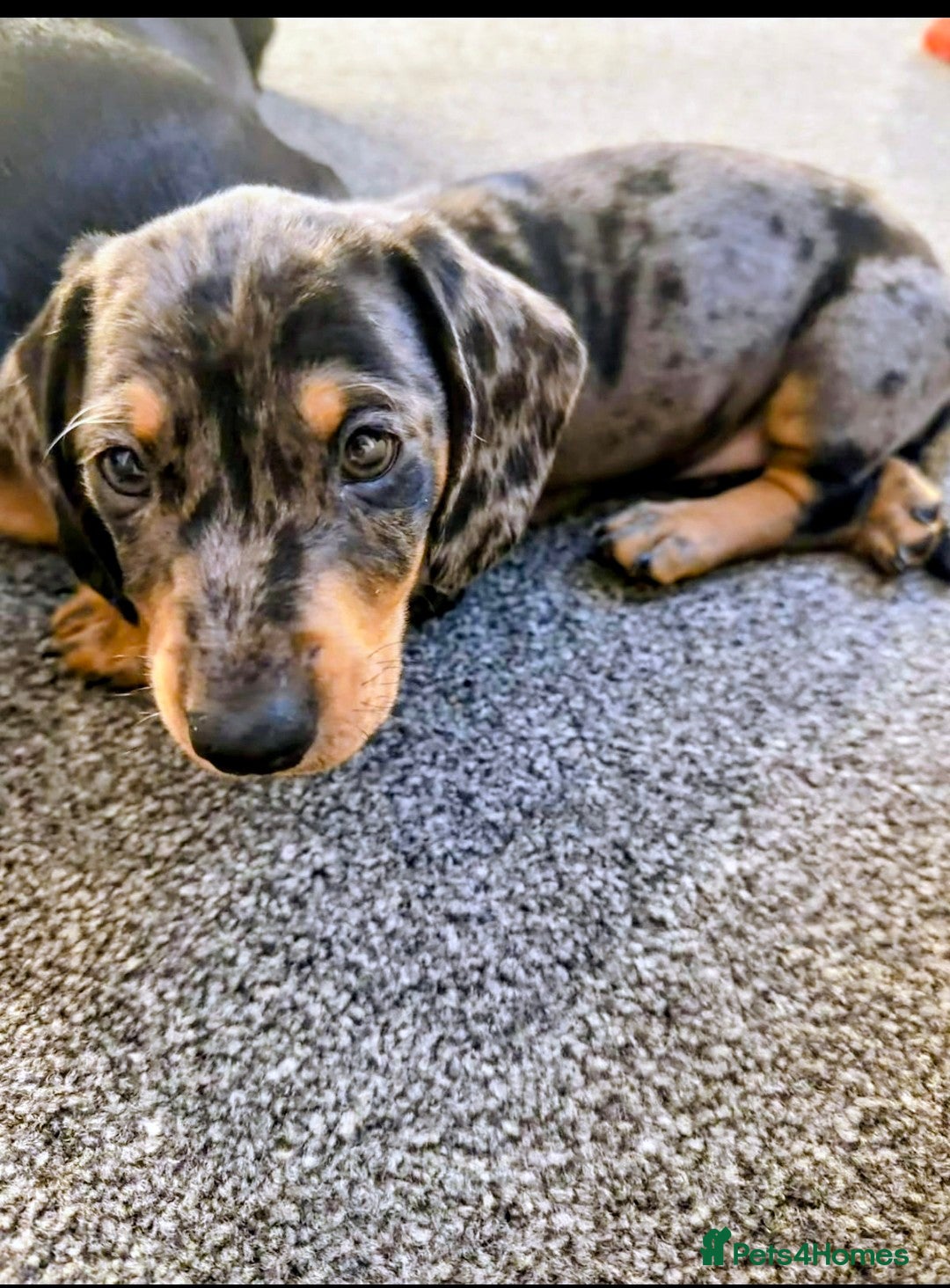 Dachshund dogs Stunning dachshund puppy male last of our litter.  - Advert 4