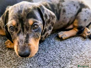 Dachshund dogs Stunning dachshund puppy male last of our litter. - Advert 16