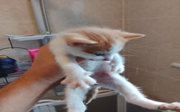Turkish Angora cats for sale: Turkish angora w/kittens - Image 3