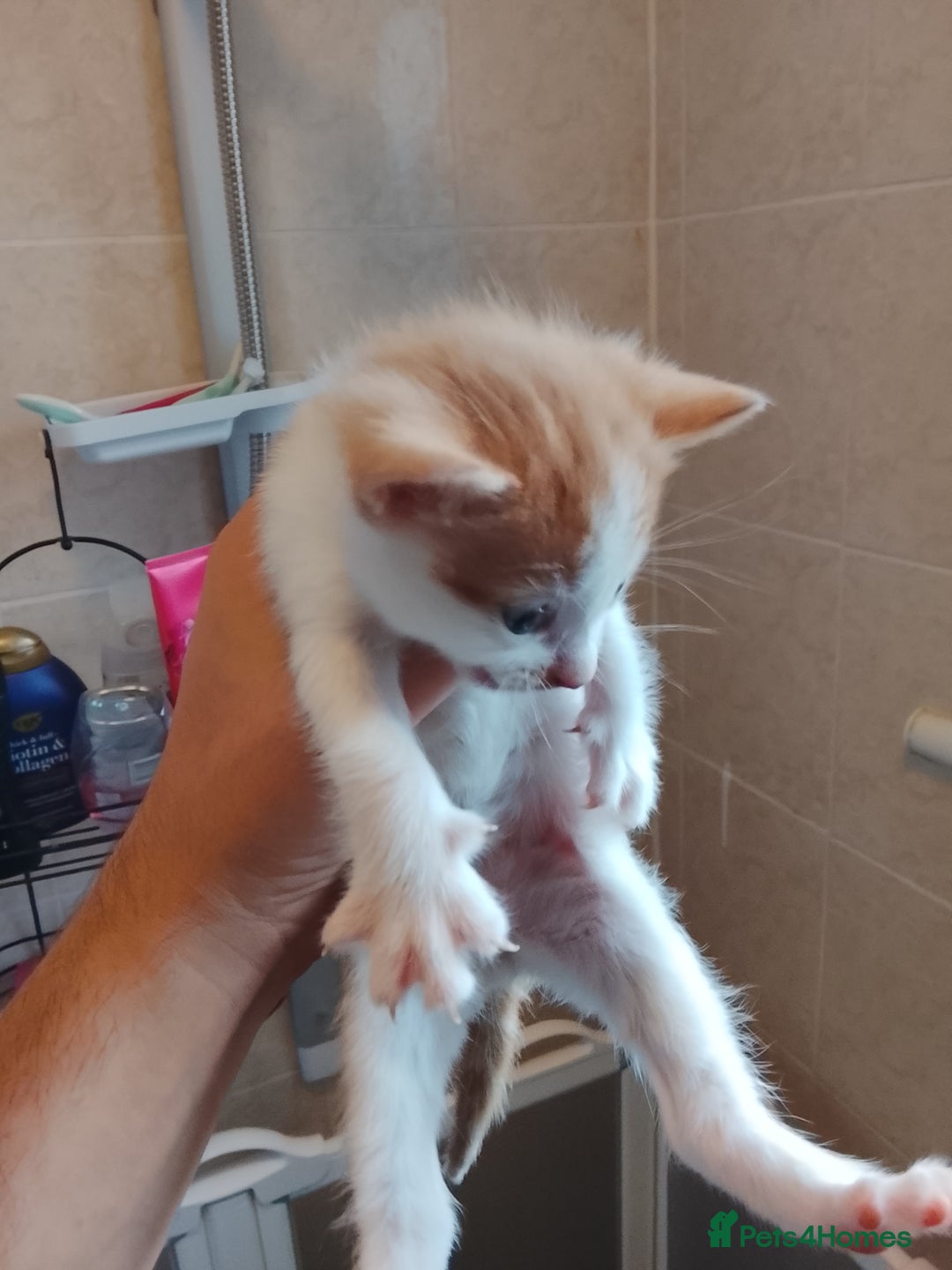 Turkish Angora cats for sale: Turkish angora w/kittens - Image 3