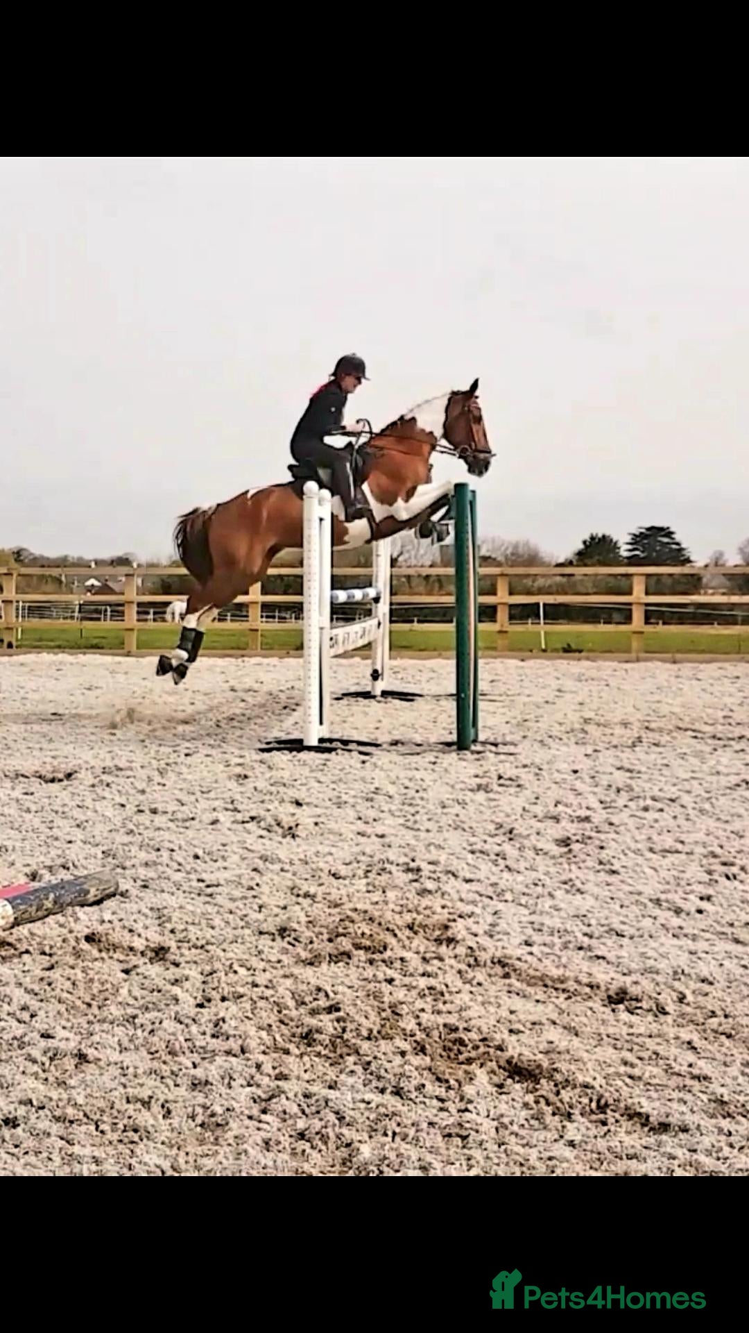 English Thoroughbred horses prince for sale. - Advert 11