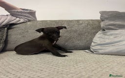 Italian Greyhound dogs for sale: **For Sale: Adorable Italian Greyhound Puppies!** - Image 4