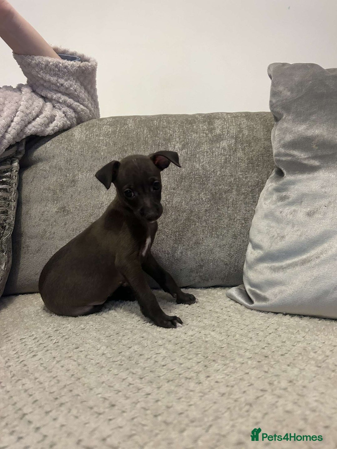 Italian Greyhound dogs for sale: **For Sale: Adorable Italian Greyhound Puppies!** - Image 4