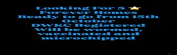 French Bulldog dogs for sale: French Bulldogs Puppies  in Coventry - Advert 10