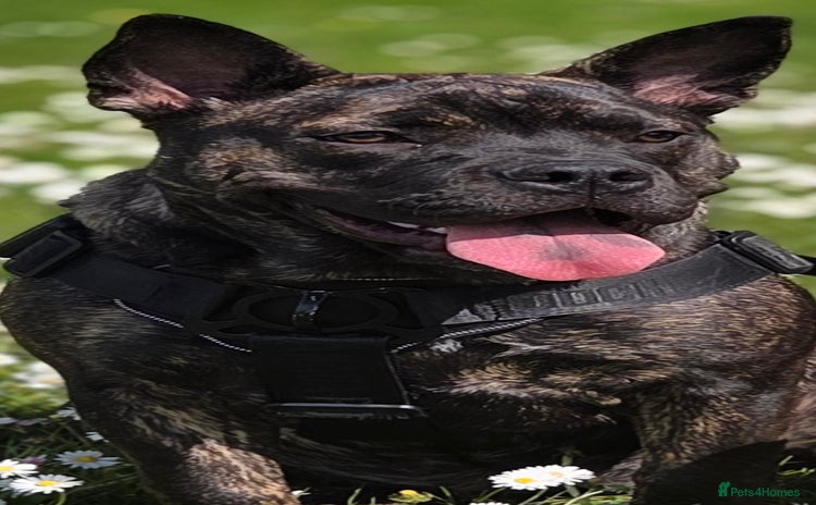 Mixed Breed dogs - Advert 2