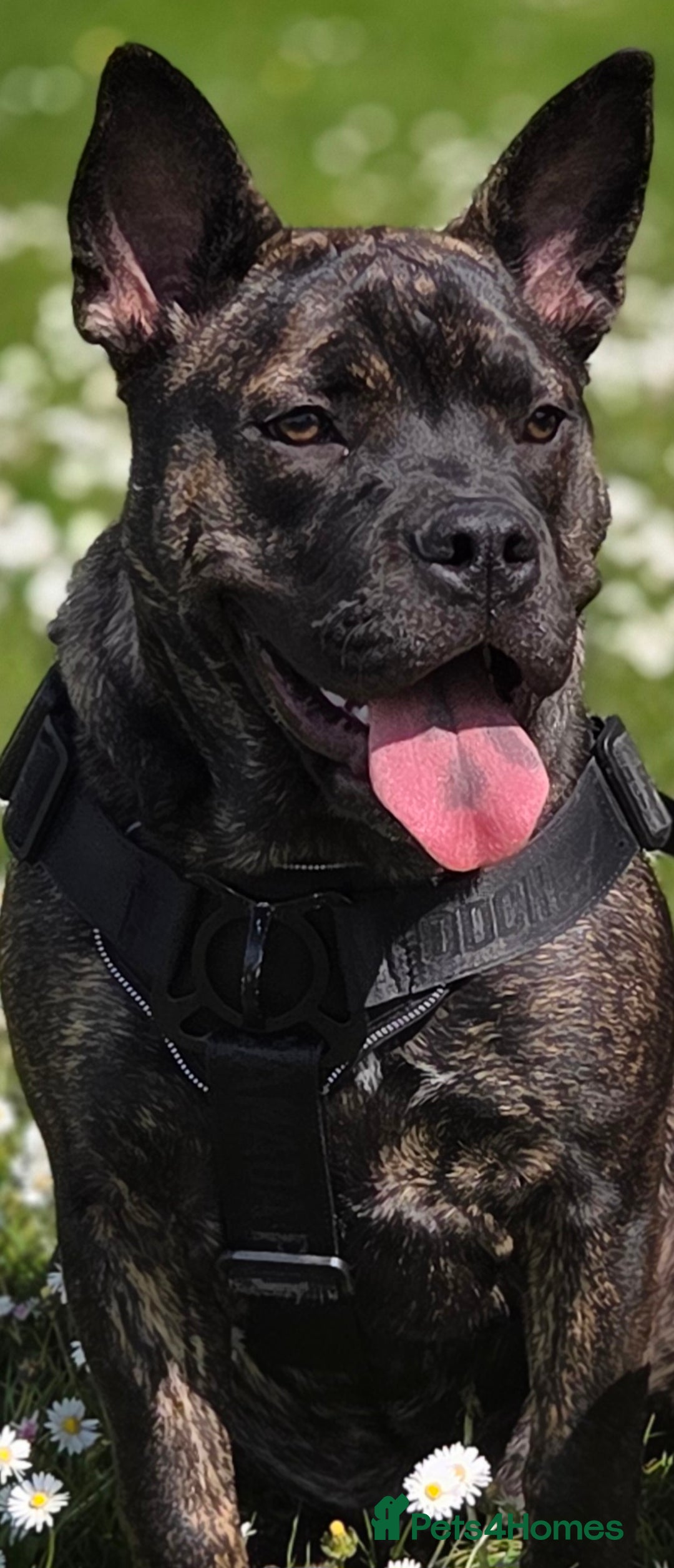 Mixed Breed dogs for sale: Mixed breed bulldog.  - Image 1