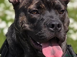 Mixed Breed dogs - Advert 6