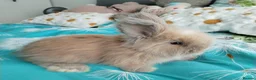 Angora rabbits for sale: English Full Face Angora Bunnies - Advert 13