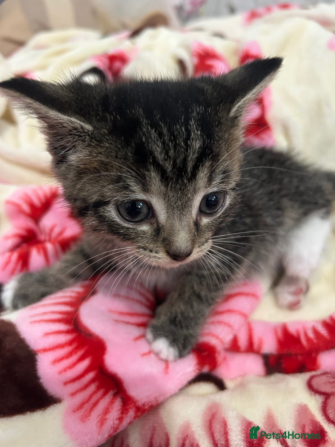 British Shorthair cats for sale: 4 tabby kittens for sale (2 boys 2 girls) - Advert 18
