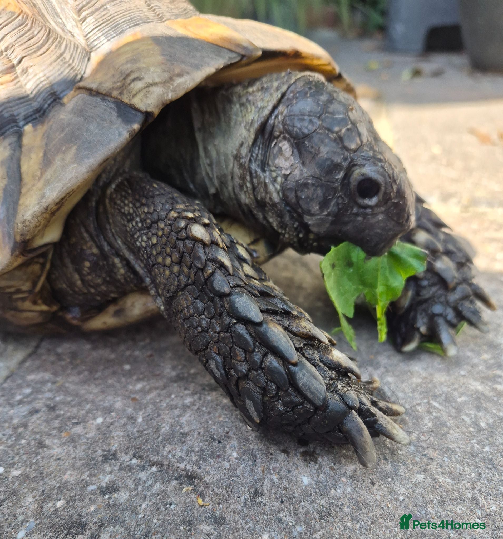 Tortoise reptiles Female Spur Thigh Tortoise  - Advert 1