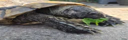 Tortoise reptiles for sale: Female Spur Thigh Tortoise  - Advert 1