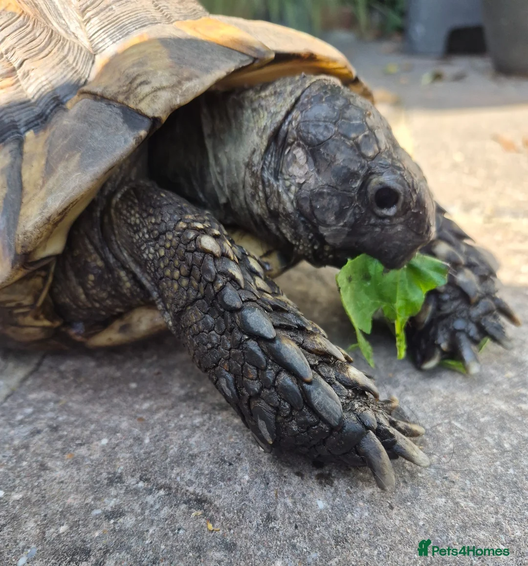 Tortoise reptiles for sale: Female Spur Thigh Tortoise  - Advert 1