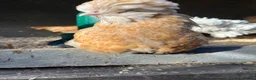 Chickens poultry for sale: Chamois polish pullets, Lavender pekin batams   - Advert 2