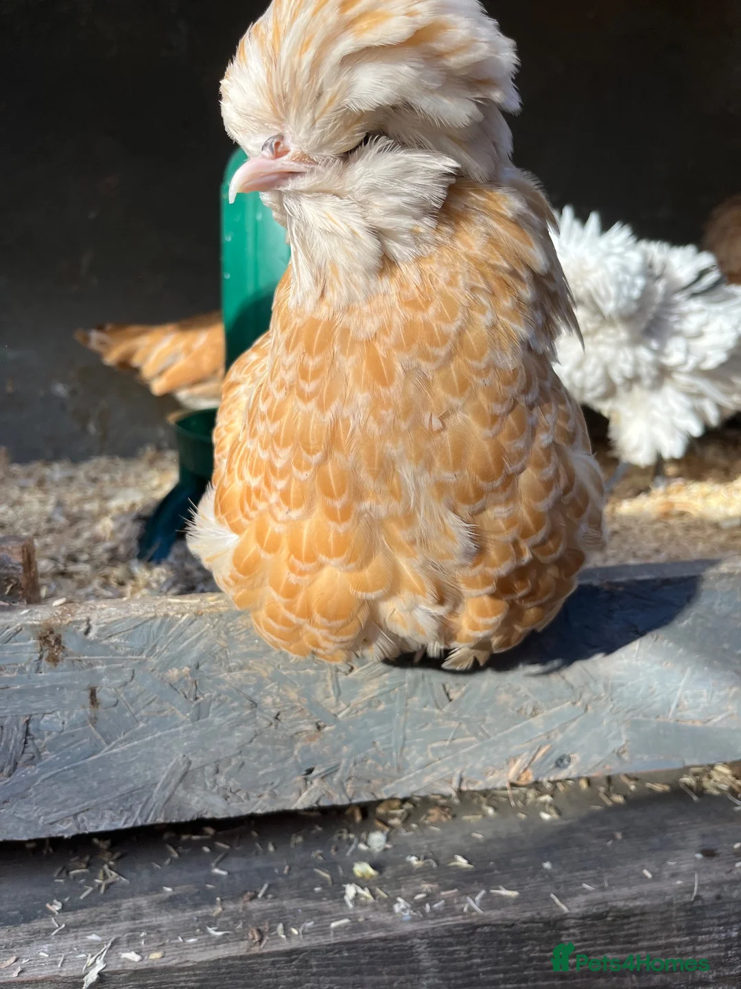 Chickens poultry for sale: Chamois polish pullets, Lavender pekin batams   - Advert 2
