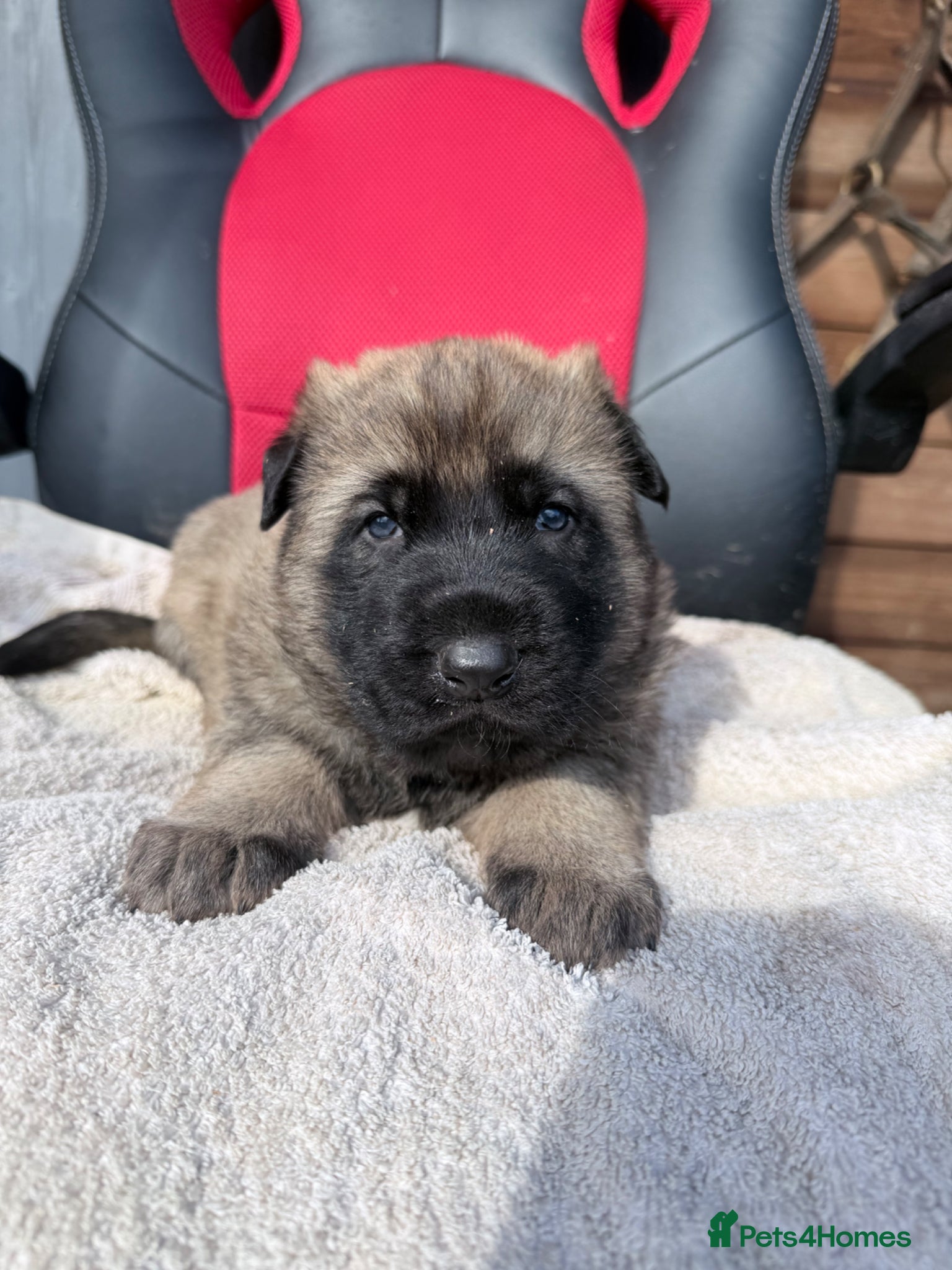 Mixed Breed dogs Belgium Malinois X German shepherd pups  - Advert 1