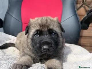 Mixed Breed dogs Belgium Malinois X German shepherd pups - Advert 1