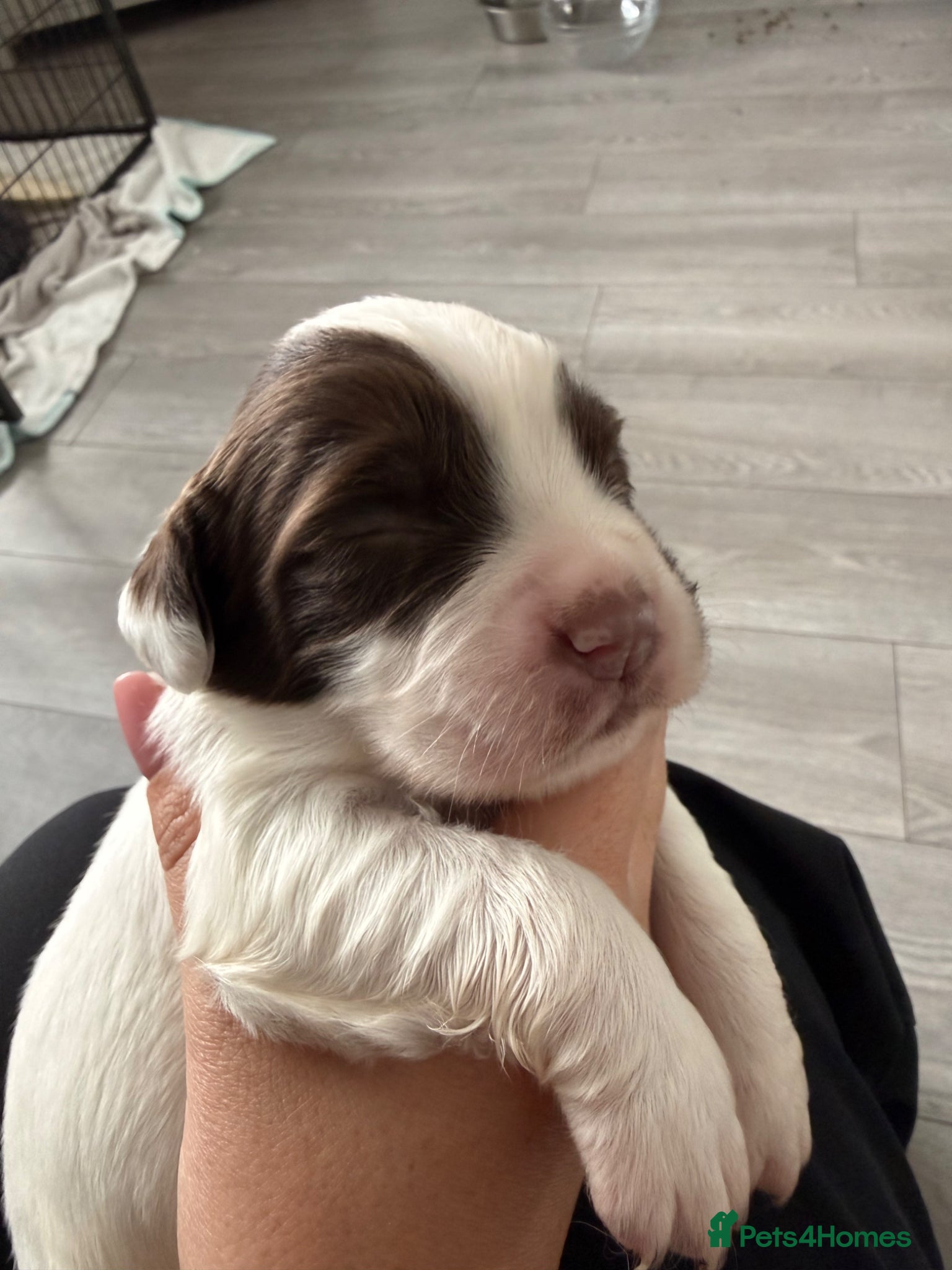 English Springer Spaniel dogs for sale: Kc registered English springer spaniel puppies  in Ryton - Advert 8
