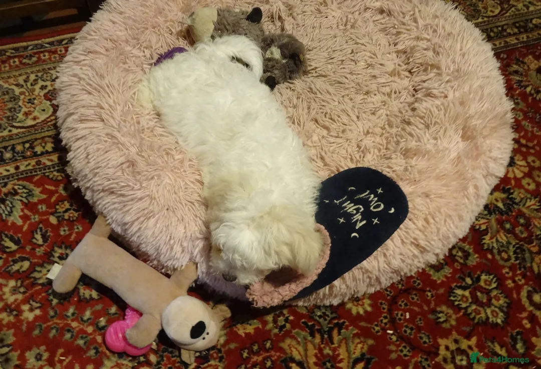 Bichon Frise dogs for sale: Beautiful Bichon Frise Puppy - Advert 8
