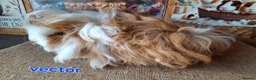 Guinea Pig rodents for sale: Lunkarya  - Advert 7