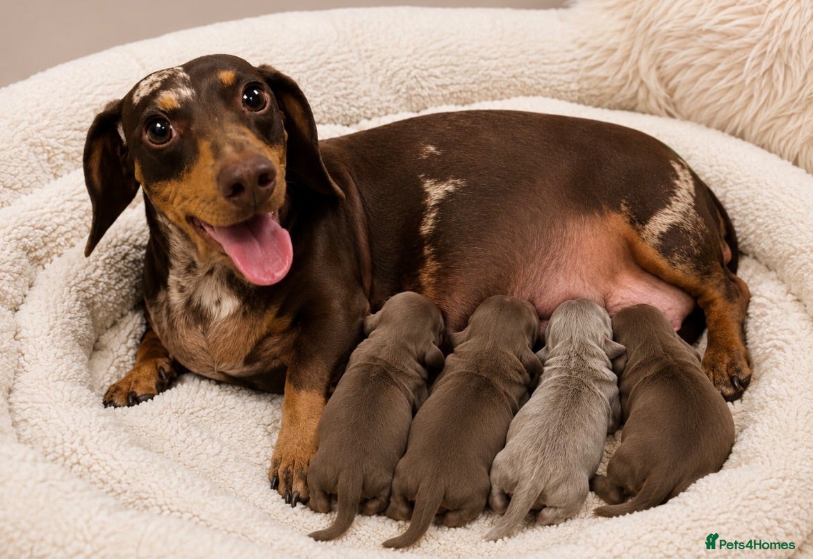 Miniature Dachshund dogs 👑🐾Quality KC Miniature Dachshunds🐾👑 - Advert 1