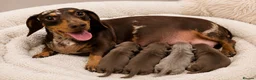 Miniature Dachshund dogs for sale: 👑🐾Quality KC Miniature Dachshunds🐾👑 in Staines - Advert 1