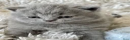British Shorthair cats for sale: GORGEOUS PEDIGREE BRITISH SHORTHAIR  - Advert 15