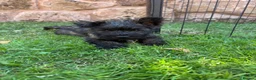 Cairn Terrier dogs for sale: One Left 🩵 Cairn Terrier Pups - Advert 2