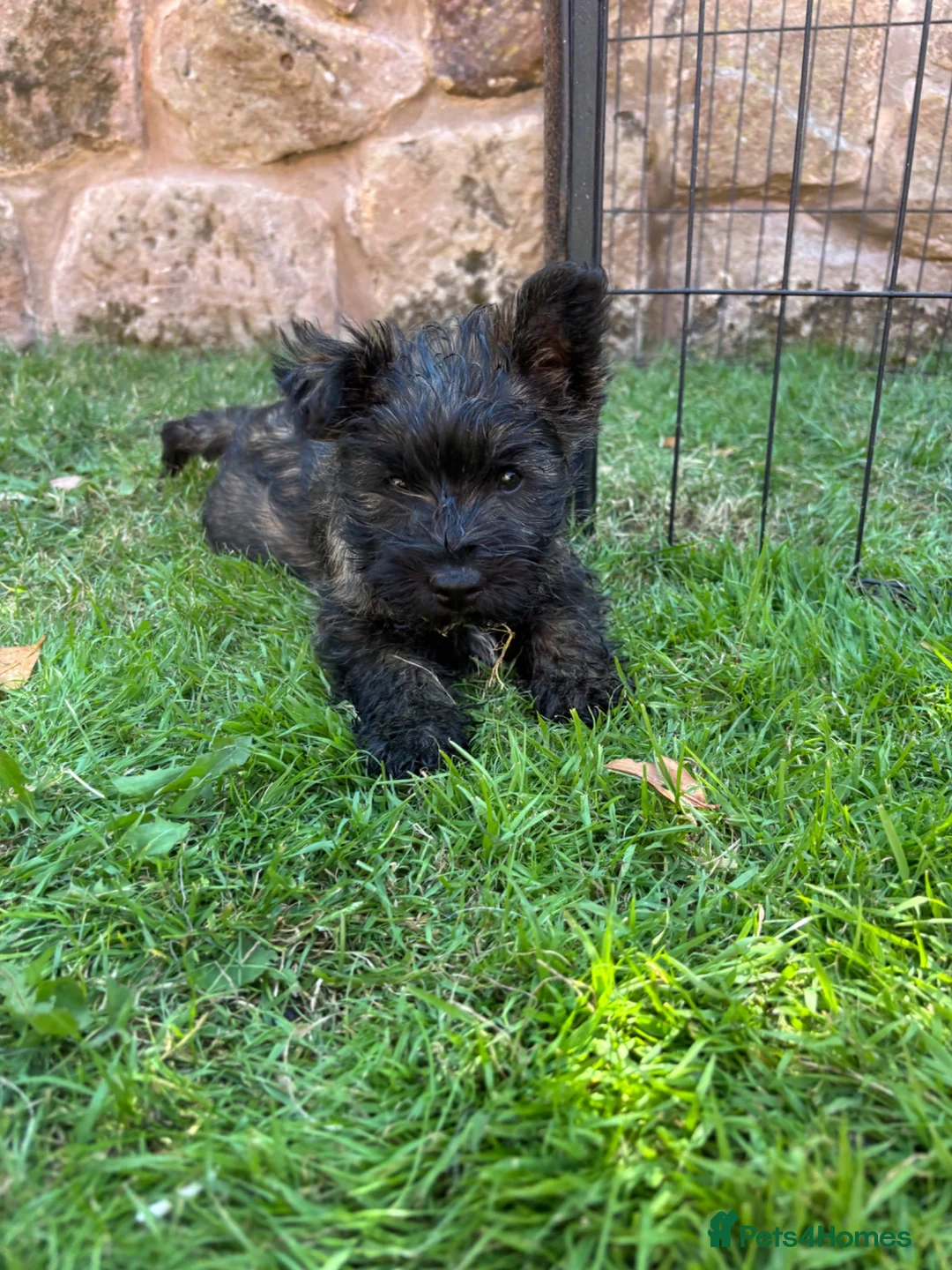 Cairn Terrier dogs for sale: One Left 🩵 Cairn Terrier Pups - Advert 2