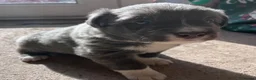 Border Collie dogs for sale: Border collie slate merle and blue or lilac pups in Grantham - Advert 15