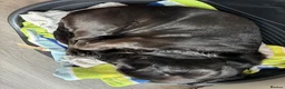 Mixed Breed dogs for sale: Happy, loving family dog in Chorley - Advert 10